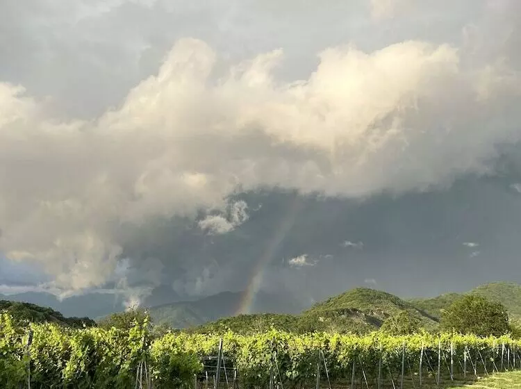 تختخواب و صبحانه Chubini Winery & Cabins