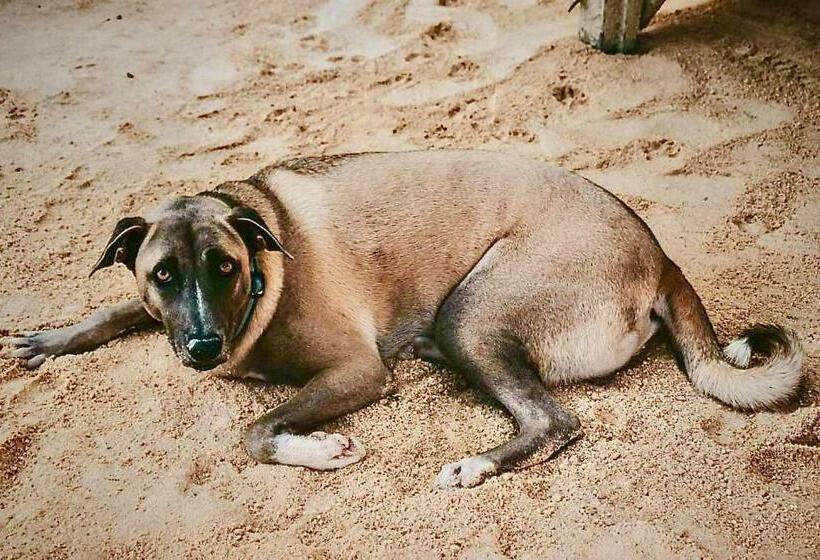 Resort Camotes Hidden Huts