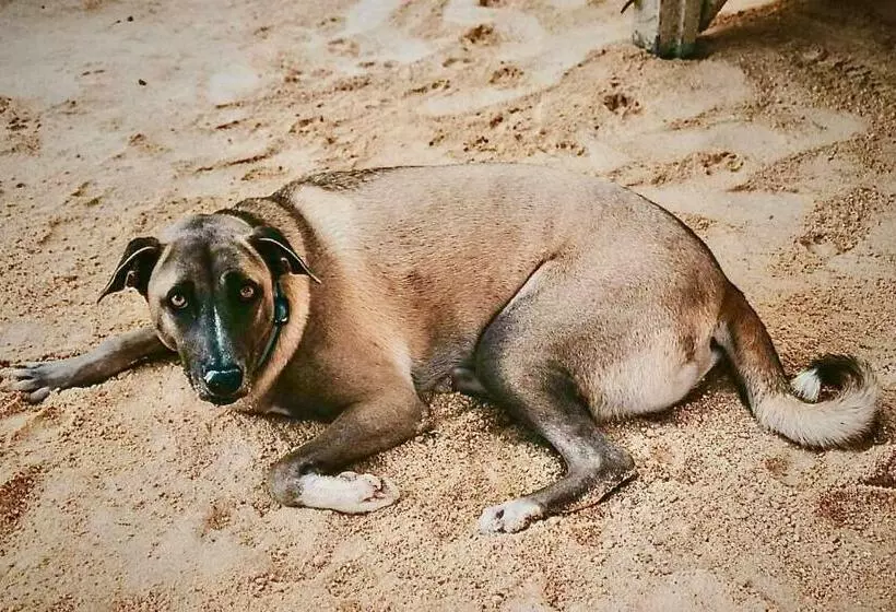 Lomakeskus Camotes Hidden Huts