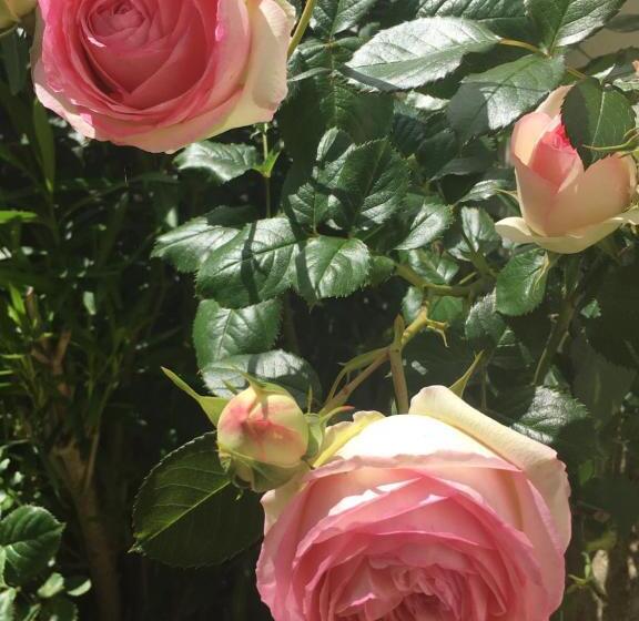 تختخواب و صبحانه Ferme De Maillezais