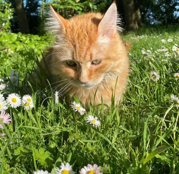 تختخواب و صبحانه Ferme De Maillezais