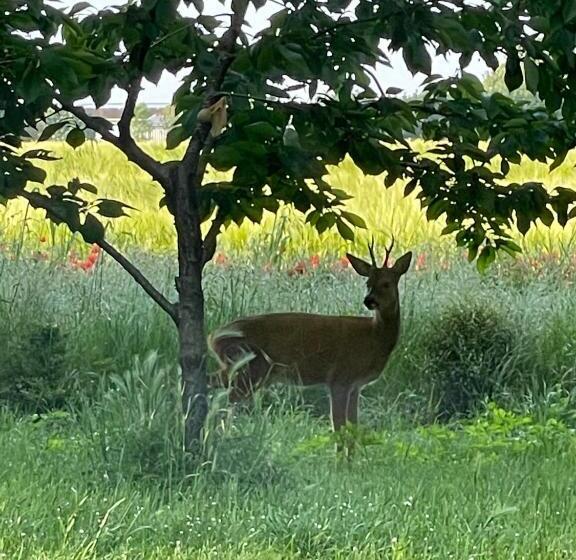 تختخواب و صبحانه Ferme De Maillezais