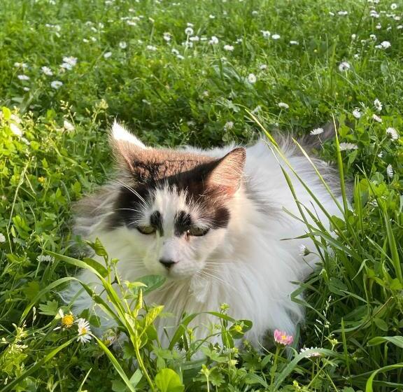 تختخواب و صبحانه Ferme De Maillezais