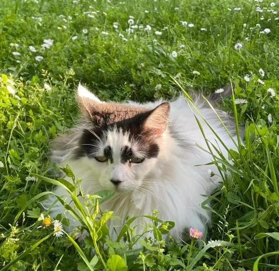 Aamiaismajoitus (B&B) Ferme De Maillezais