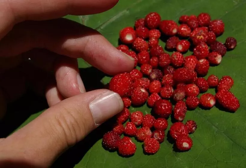 Hotelli Das Kleine Berg