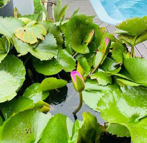 تختخواب و صبحانه L Est Capade