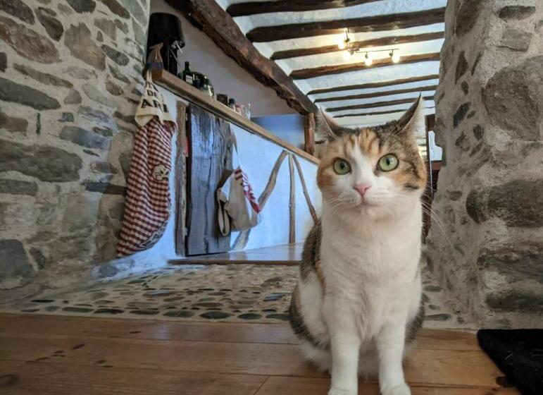 ベッドアンドブレックファースト Chambres D Hôtes Les Chatougoulis