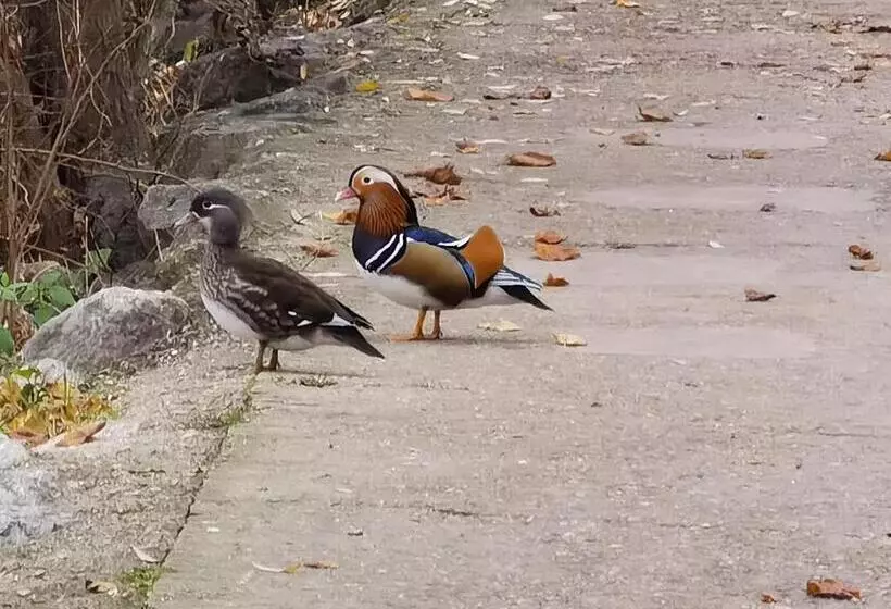 Aamiaismajoitus (B&B) Les Pingouins De La Marne
