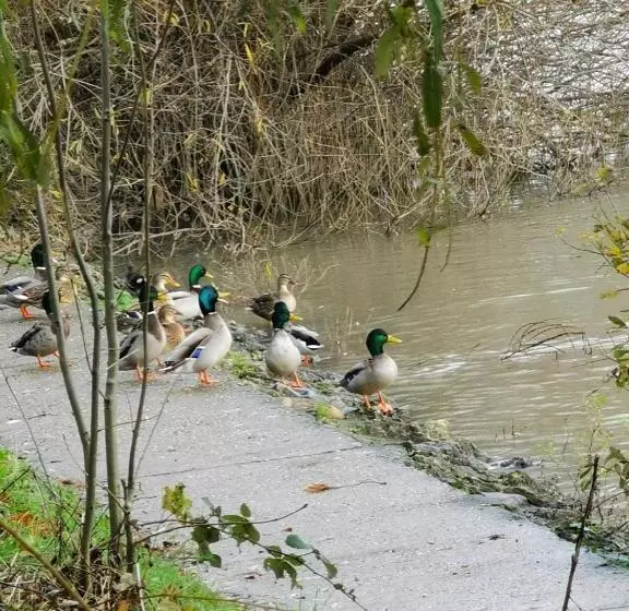 Aamiaismajoitus (B&B) Les Pingouins De La Marne