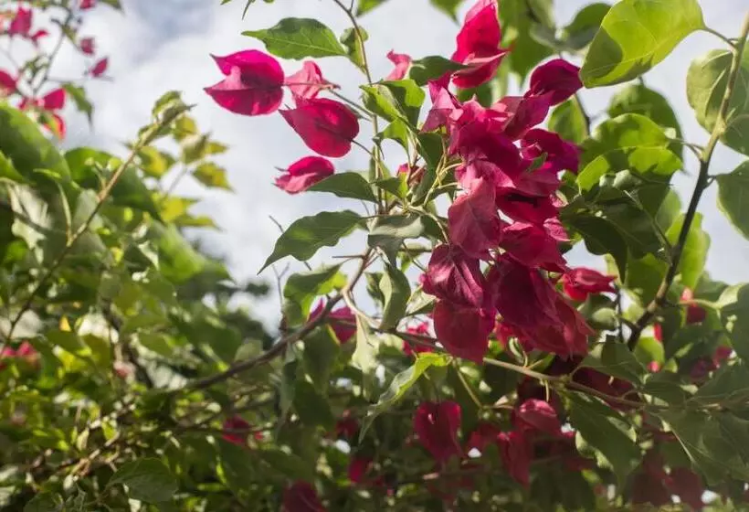 ホテル Rilux Tolu