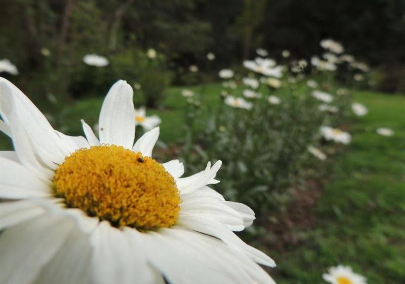 فندق De Montaña Suria