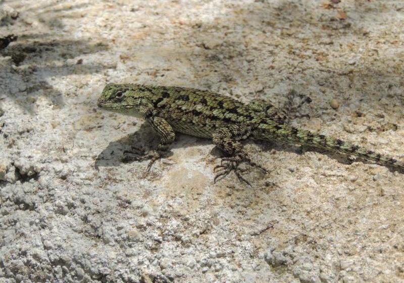 فندق De Montaña Suria