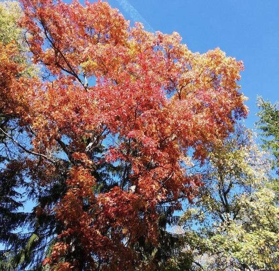 호텔 Gästehaus Rössle