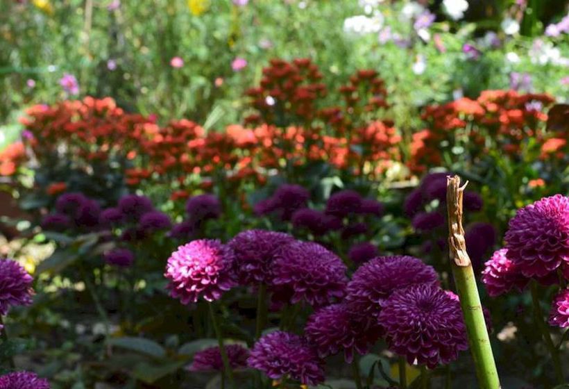 هتل The Hoi An Orchid Garden Villas