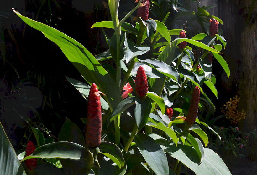 هتل The Hoi An Orchid Garden Villas