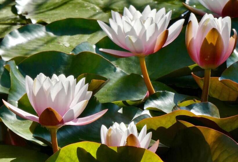 Vida Vi, Country House And B&b