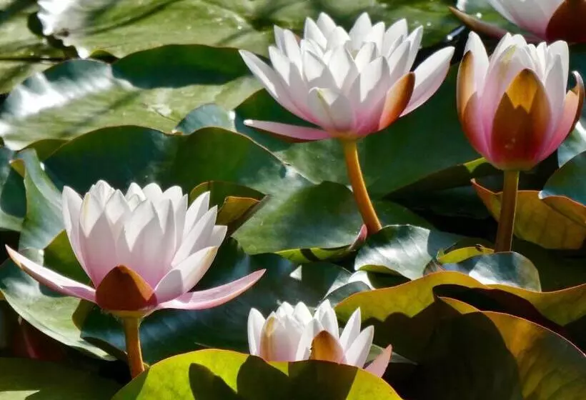 Vida Vi, Country House And B&b