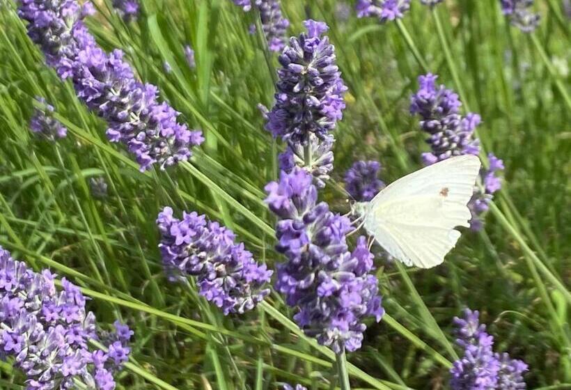 בית מלון כפרי Casa San Marco