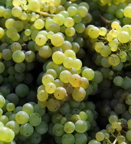 ペンション Ferienweingut Wolfgang Adamy