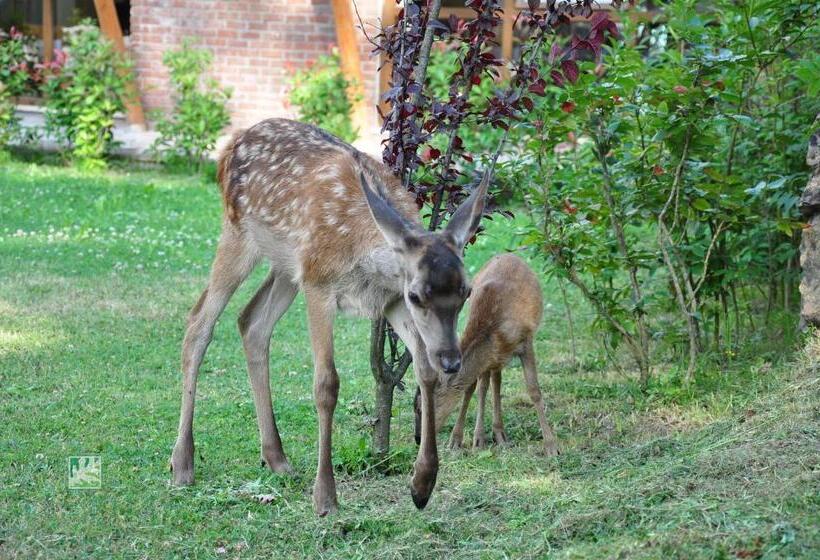 ホテル Gazelle Resort & Spa