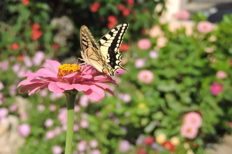 호텔 Golden Rose Suites