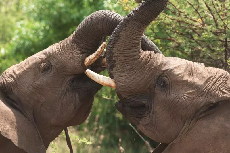 호텔 Black Rhino Game Lodge