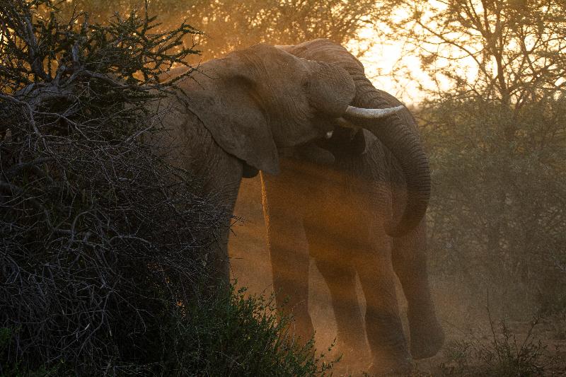 호텔 Black Rhino Game Lodge