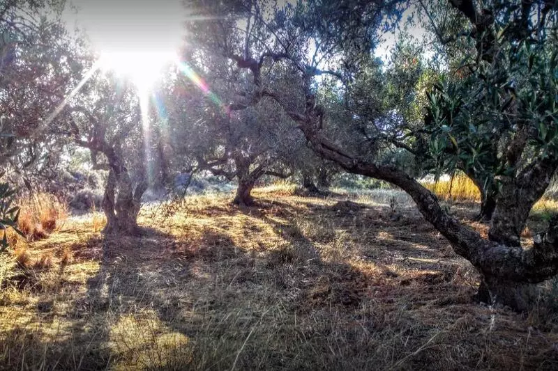 Mareva Hotel Apartments