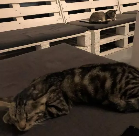 ホテル Rembulan Langkawi Guesthouse