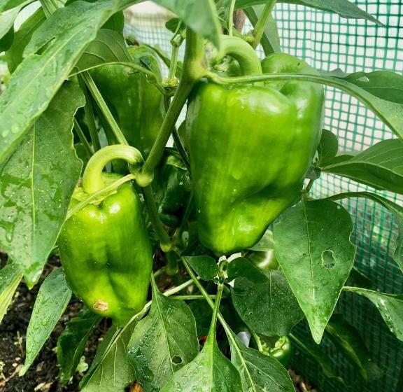 تختخواب و صبحانه Chalet D Hôtes Auris