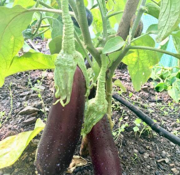 تختخواب و صبحانه Chalet D Hôtes Auris