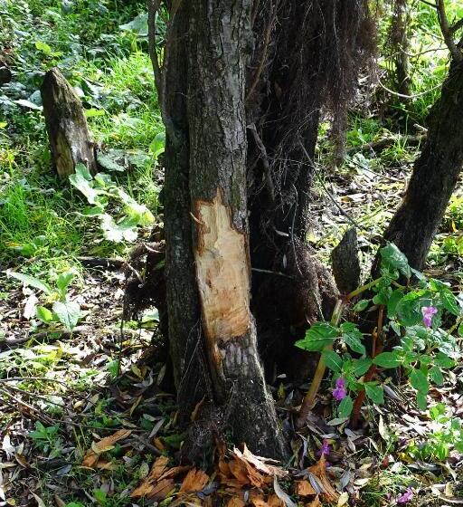 Bed and Breakfast Beekse Brink