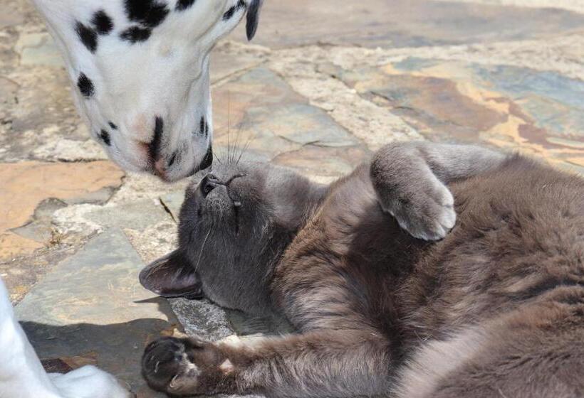 פנסיון Monte Dos Papa Figos