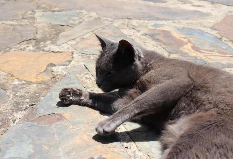 פנסיון Monte Dos Papa Figos