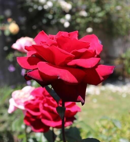 פנסיון Monte Dos Papa Figos