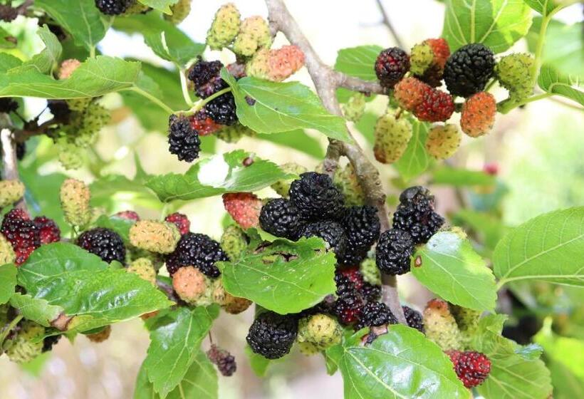 פנסיון Monte Dos Papa Figos