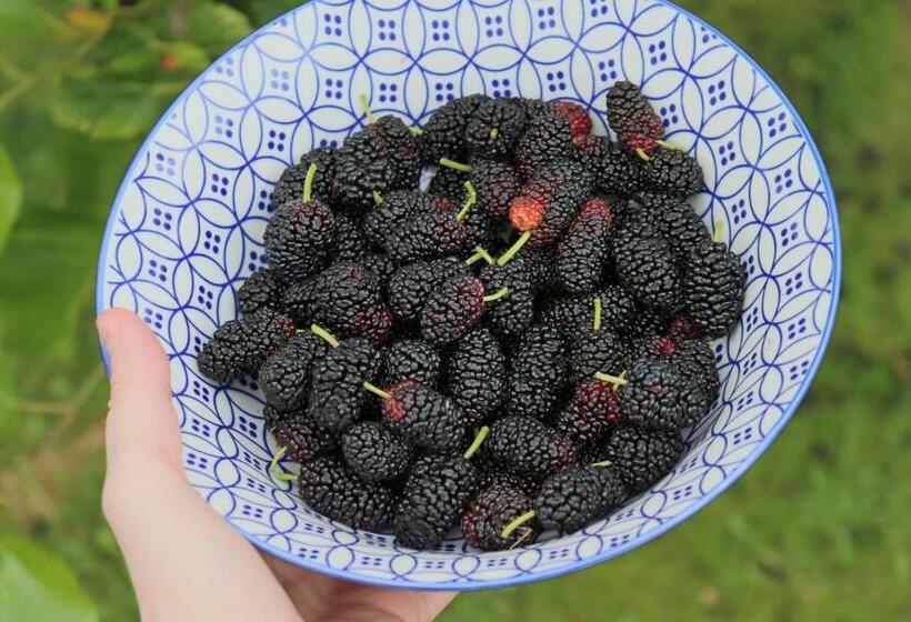 פנסיון Monte Dos Papa Figos