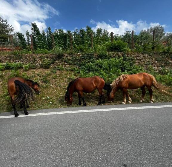 צימר Casa Balsamo