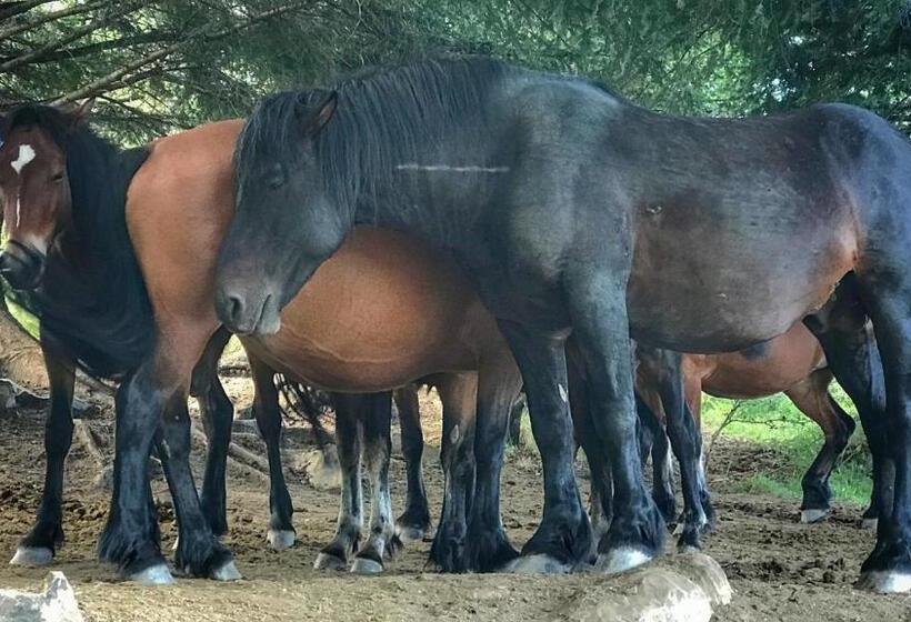 צימר Casa Balsamo