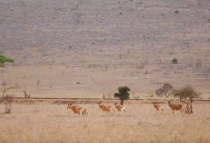 هتل Sarova Salt Lick Game Lodge