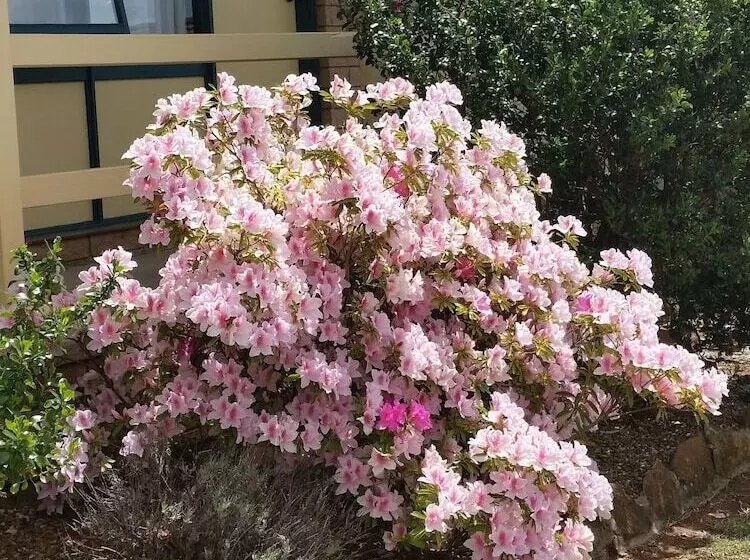 ホテル Hideaway Motor Inn