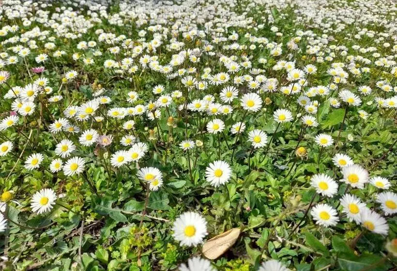 בית מלון כפרי Agriturismo La Torriola