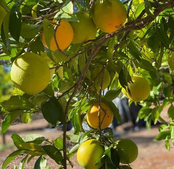 تختخواب و صبحانه Adamah Vayu Casa Serenida