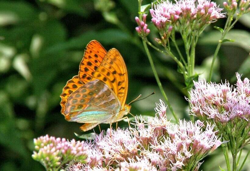 ホテル Pensione Albergo Diffuso Ceaglio Valle Maira