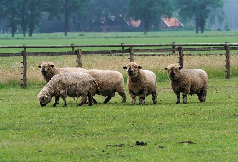 B&b De Balkende Ezel