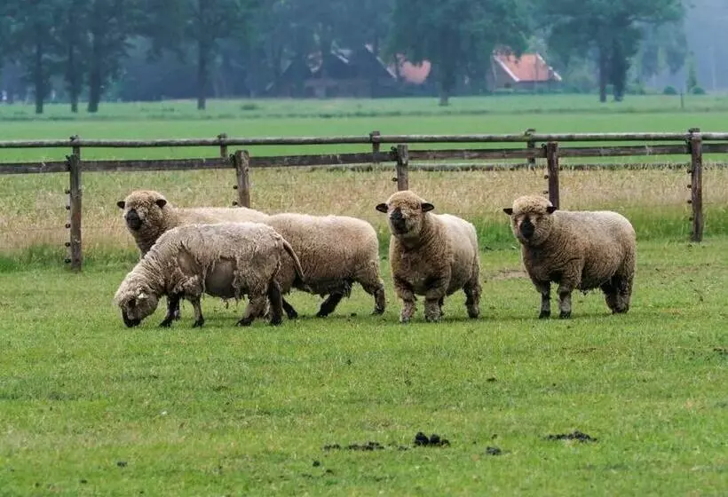 B&b De Balkende Ezel