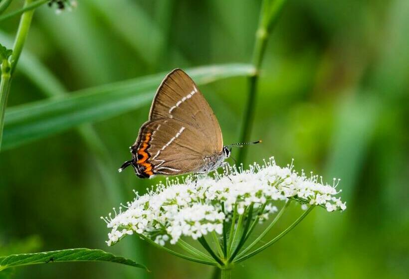 B&b De Balkende Ezel