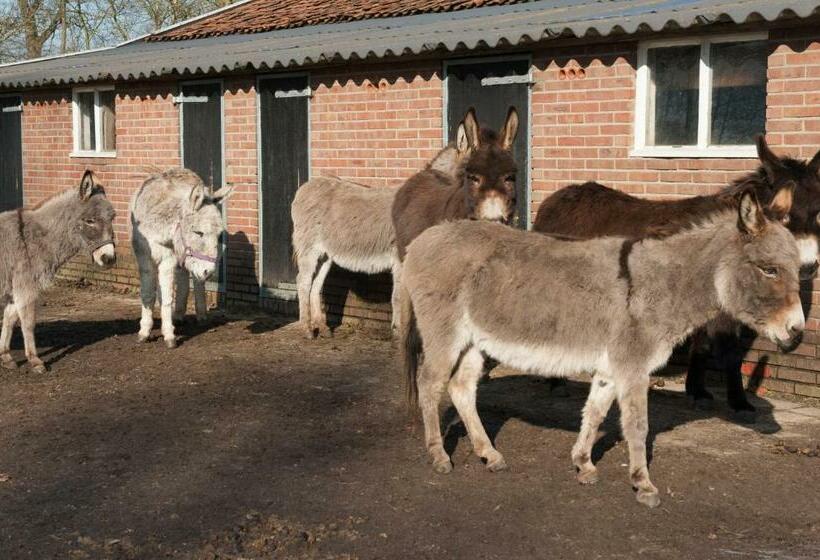 B&b De Balkende Ezel