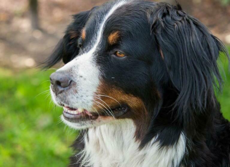 B&b De Balkende Ezel