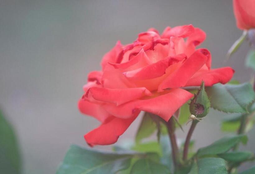 مبيت وإفطار Casa Sofia